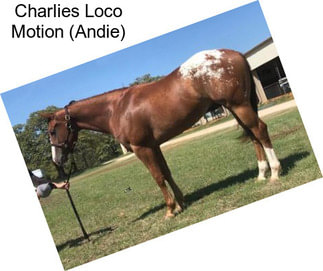 Charlies Loco Motion (Andie)