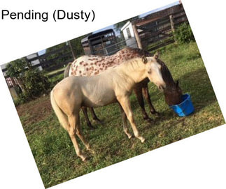 Pending (Dusty)