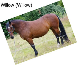 Willow (Willow)