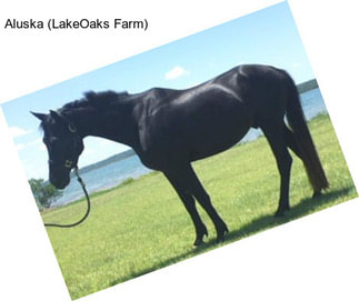 Aluska (LakeOaks Farm)