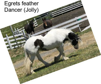 Egrets feather Dancer (Jolly)