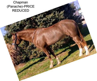 Chapman (Panache)-PRICE REDUCED