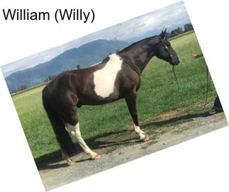 William (Willy)