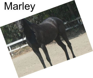 Marley