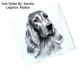 Irish Setter By: Sandra Leighton, Matted