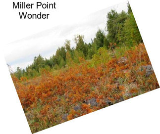 Miller Point Wonder