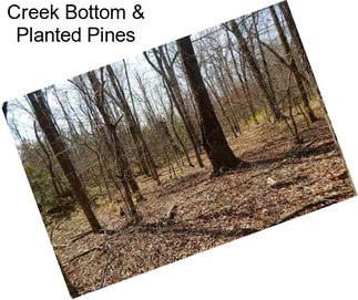 Creek Bottom & Planted Pines