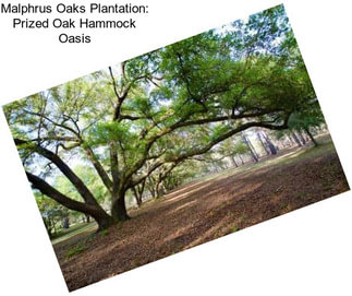 Malphrus Oaks Plantation: Prized Oak Hammock Oasis