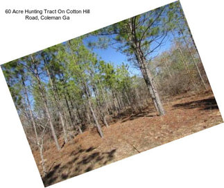 60 Acre Hunting Tract On Cotton Hill Road, Coleman Ga