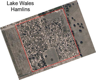 Lake Wales Hamlins