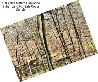 198 Acres Mature Hardwood Timber Land For Sale Copiah Co, Ms