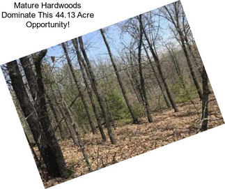 Mature Hardwoods Dominate This 44.13 Acre Opportunity!