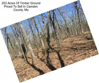 253 Acres Of Timber Ground Priced To Sell In Camden County, Mo