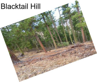 Blacktail Hill