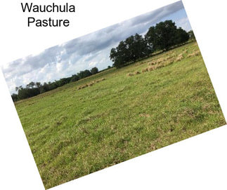 Wauchula Pasture