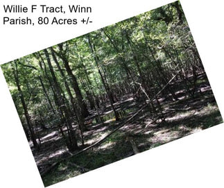 Willie F Tract, Winn Parish, 80 Acres +/-