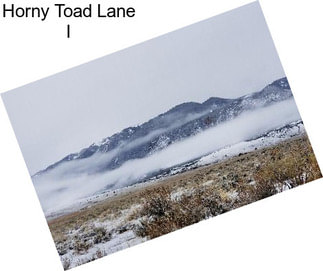 Horny Toad Lane I