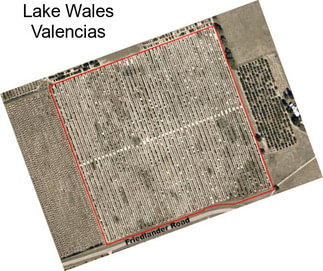 Lake Wales Valencias