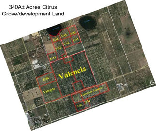 340A± Acres Citrus Grove/development Land