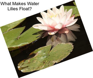 What Makes Water Lilies Float?