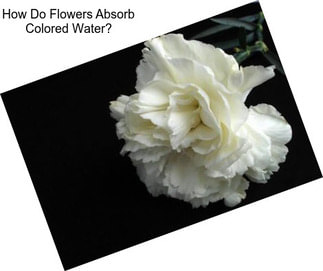 How Do Flowers Absorb Colored Water?