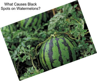 What Causes Black Spots on Watermelons?