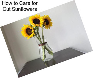 How to Care for Cut Sunflowers