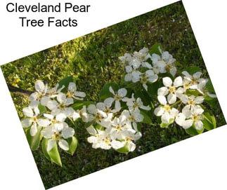 Cleveland Pear Tree Facts