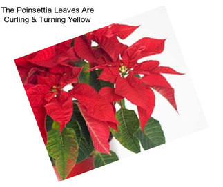 The Poinsettia Leaves Are Curling & Turning Yellow