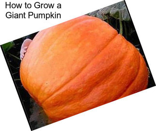 How to Grow a Giant Pumpkin