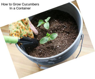 How to Grow Cucumbers In a Container