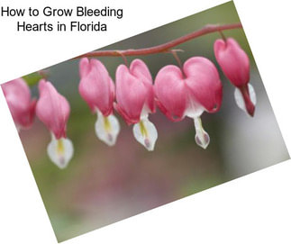 How to Grow Bleeding Hearts in Florida