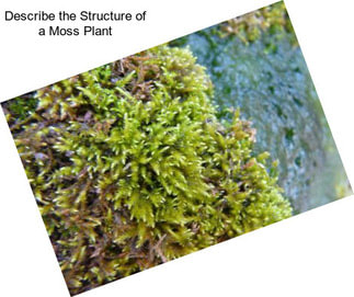 Describe the Structure of a Moss Plant