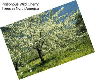 Poisonous Wild Cherry Trees in North America