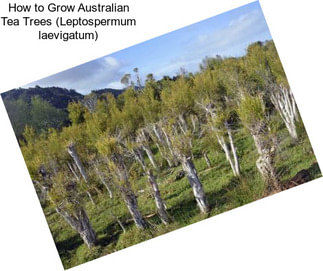 How to Grow Australian Tea Trees (Leptospermum laevigatum)