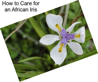 How to Care for an African Iris