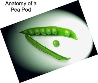 Anatomy of a Pea Pod