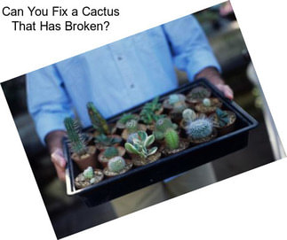 Can You Fix a Cactus That Has Broken?