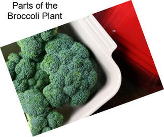 Parts of the Broccoli Plant