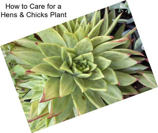 How to Care for a Hens & Chicks Plant