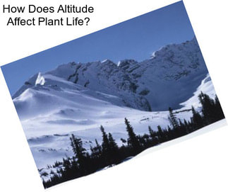 How Does Altitude Affect Plant Life?