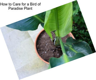 How to Care for a Bird of Paradise Plant