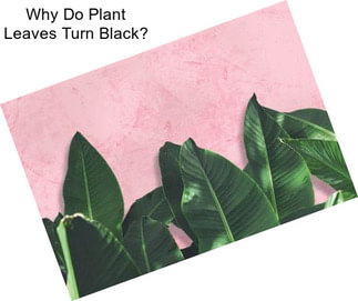 Why Do Plant Leaves Turn Black?