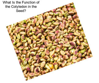 What Is the Function of the Cotyledon in the Seed?