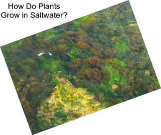 How Do Plants Grow in Saltwater?