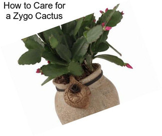 How to Care for a Zygo Cactus