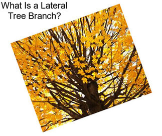What Is a Lateral Tree Branch?