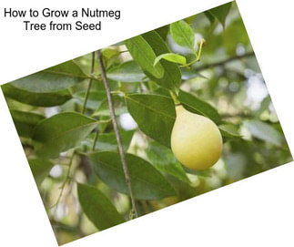 How to Grow a Nutmeg Tree from Seed