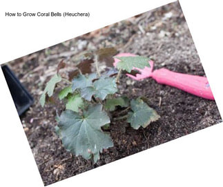 How to Grow Coral Bells (Heuchera)