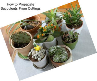 How to Propagate Succulents From Cuttings
